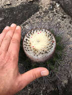 Image de Melocactus smithii (Alexander) Buining