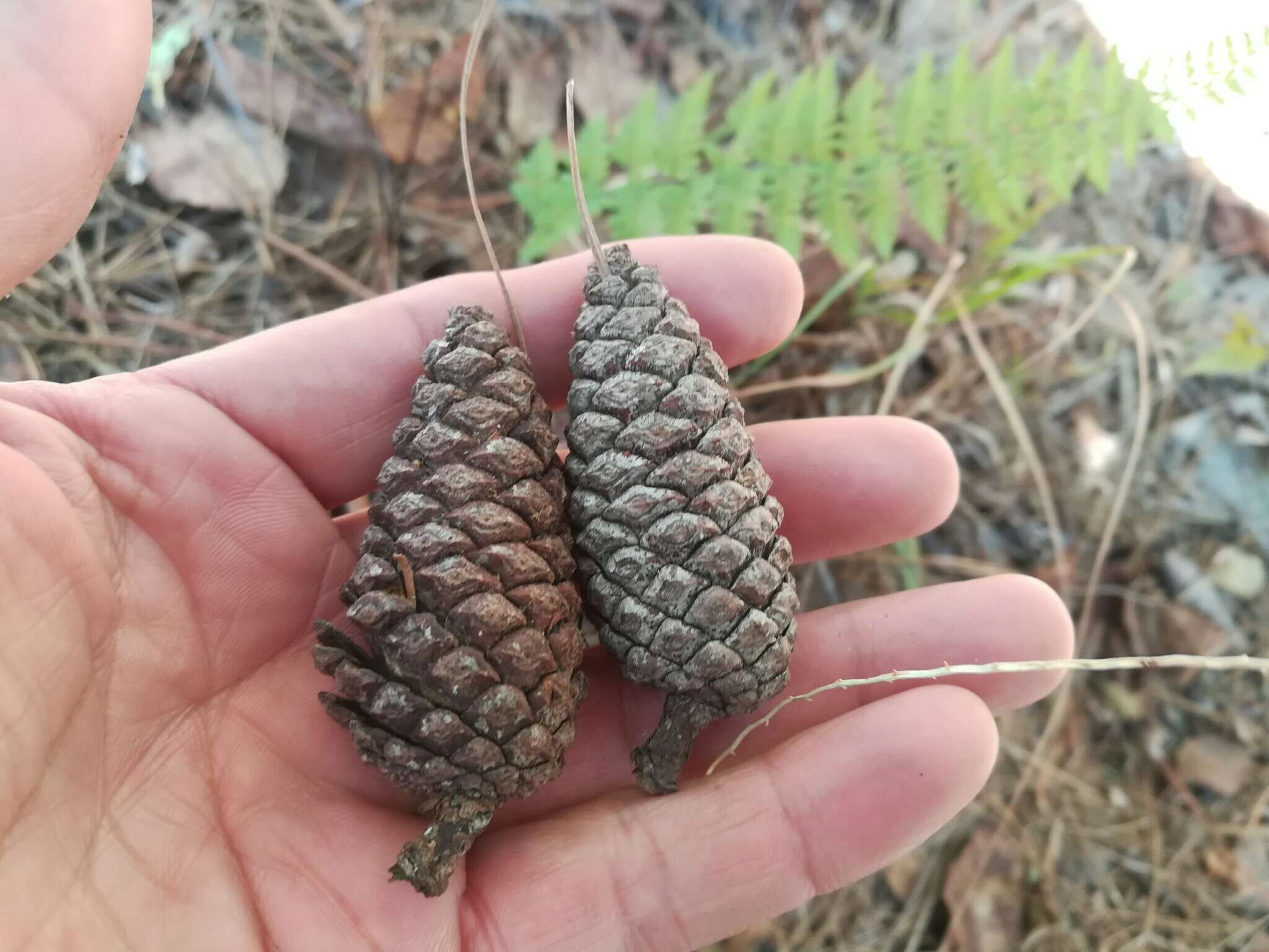 Image of Aztec Pine