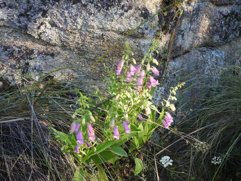 Image of Spanish digitalis