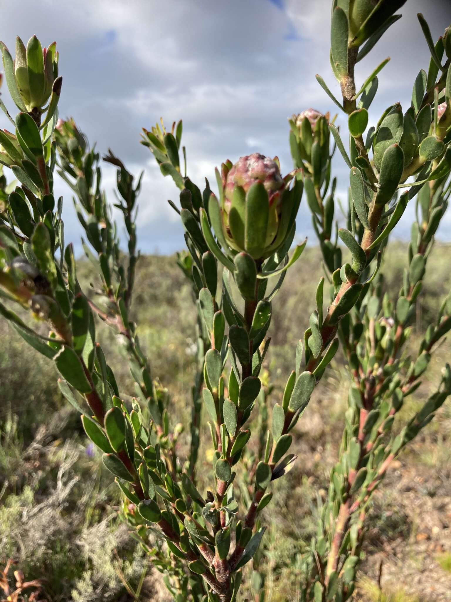 Image of Leucadendron stelligerum I. Williams