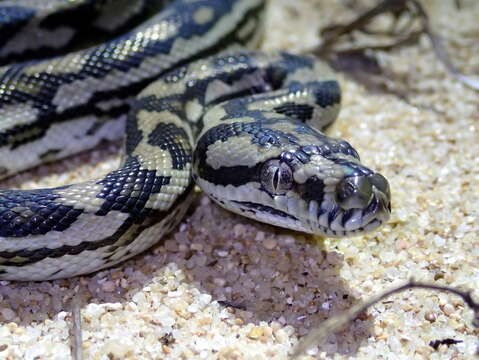 Image of Carpet python