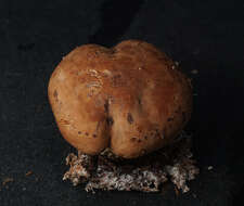 Image of bitter brown leucopaxillus