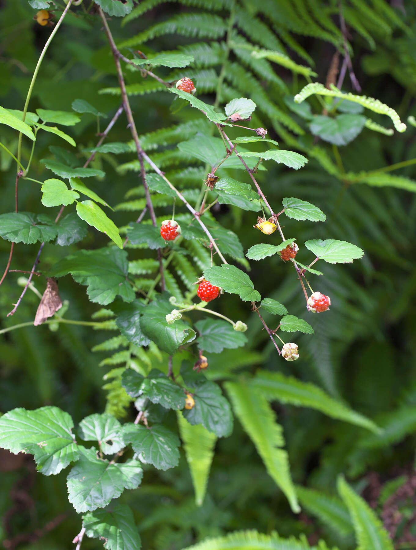 Imagem de Rubus microphyllus L. fil.