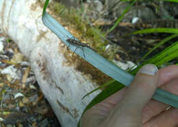 Image of Giraffe weevil