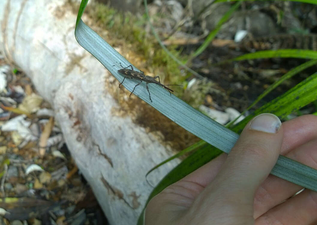 Image of Giraffe weevil