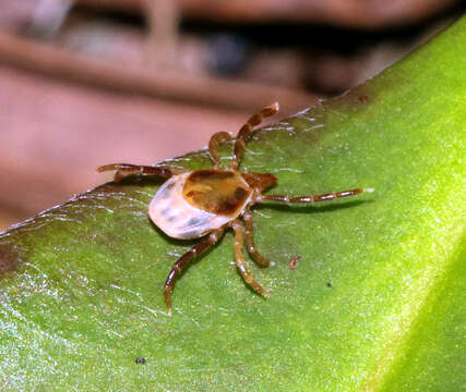 Image of Ixodes holocyclus Neumann 1899