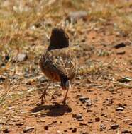 Imagem de Chersomanes albofasciata alticola Roberts 1932