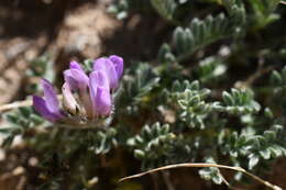 Image of mountain oxytrope