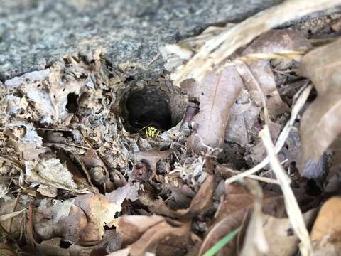 Image de Vespula maculifrons (Buysson 1905)