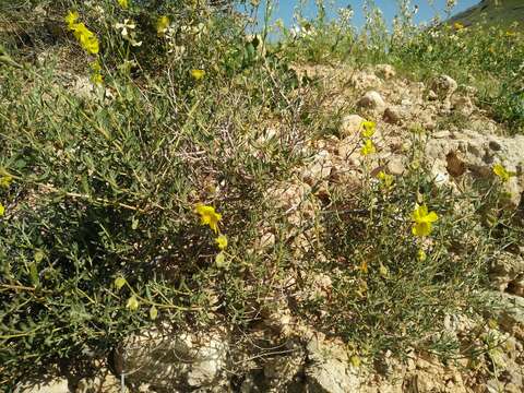 Image of Helianthemum stipulatum (Forsk.) C. Chr.