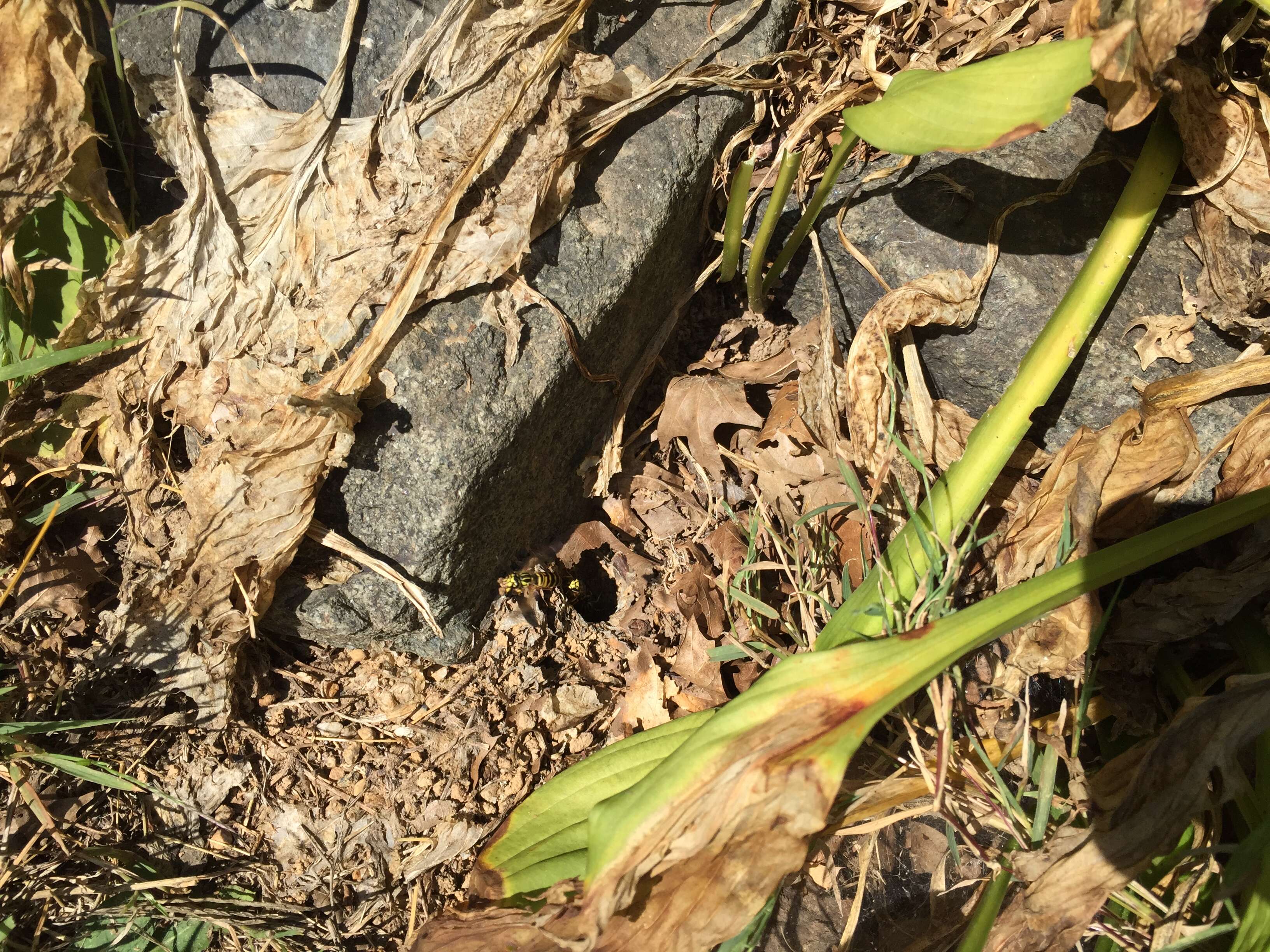 Image of Eastern Yellowjacket