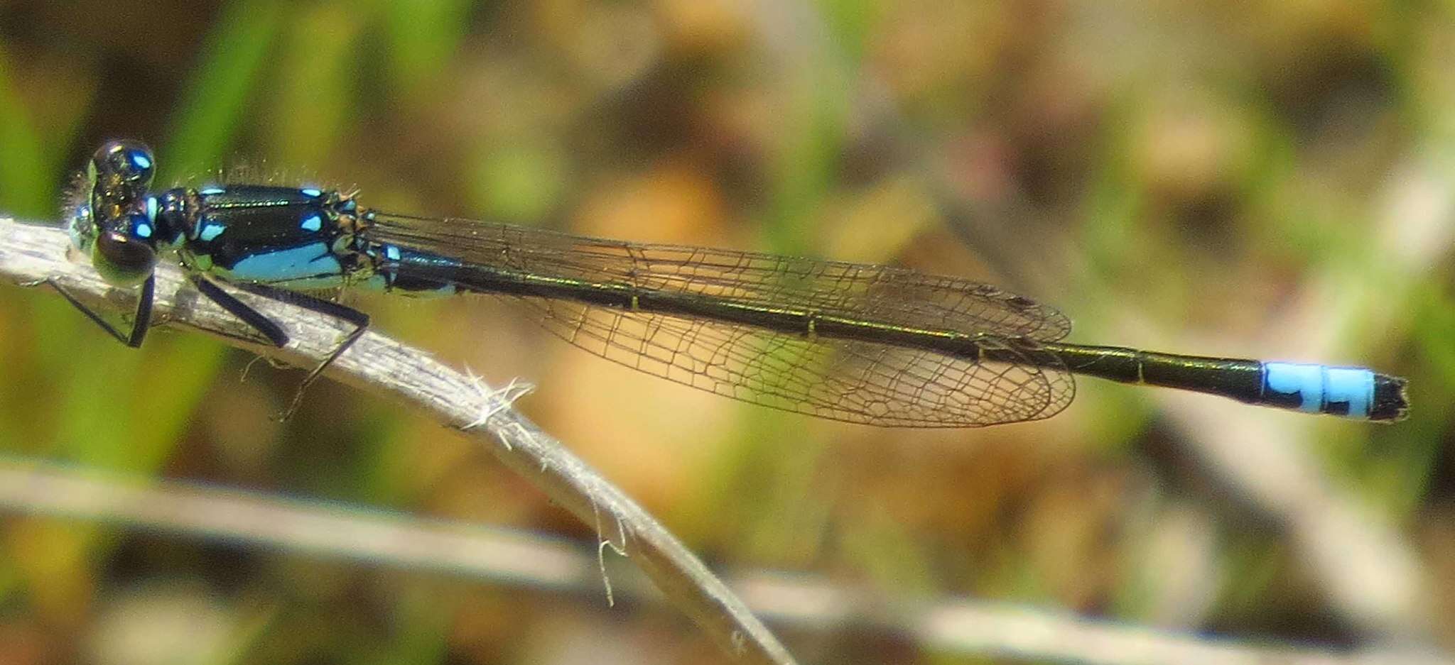 Image of Plains Forktail