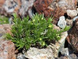 Plancia ëd Galium andrewsii subsp. gatense (Dempster) Dempster & Stebbins