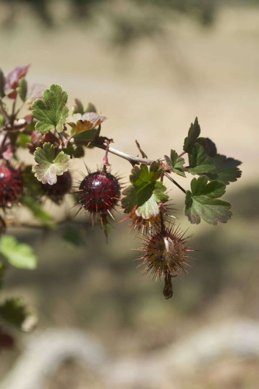 Image of hillside gooseberry