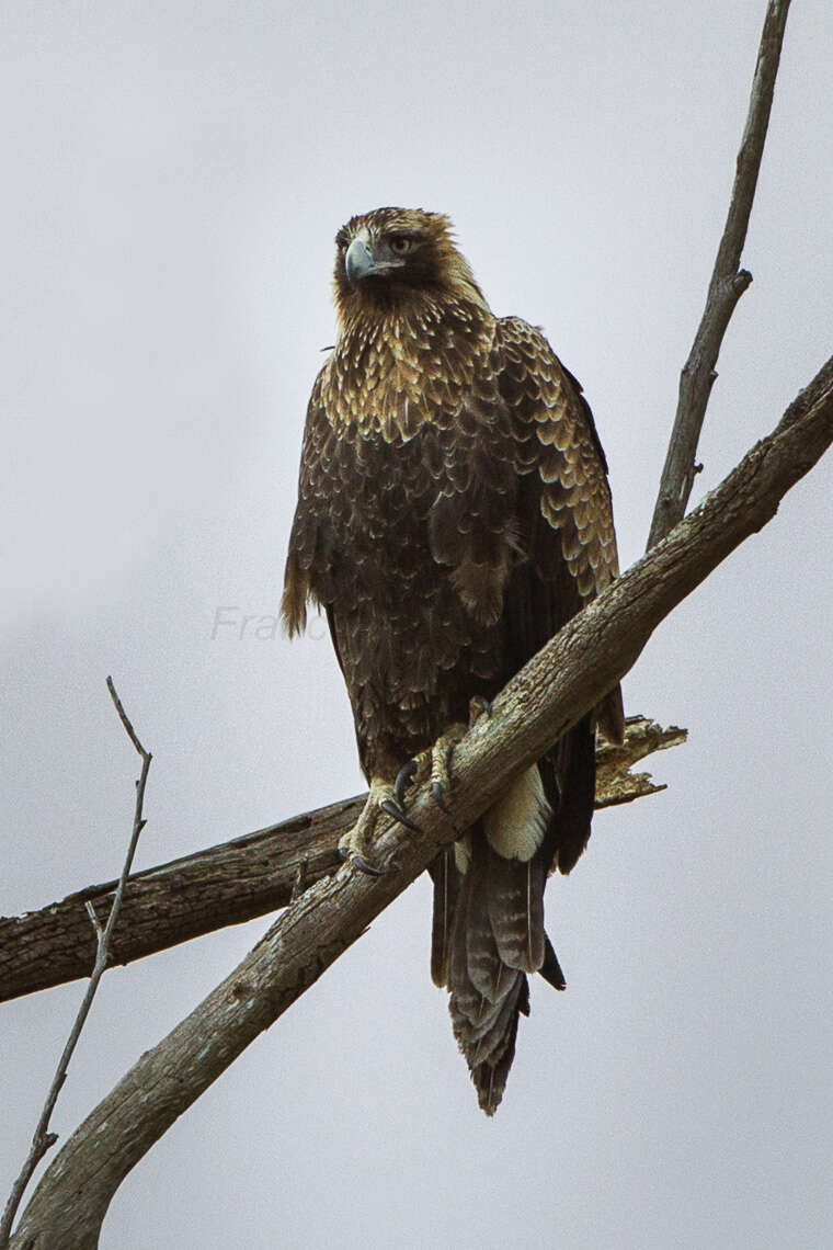 Imagem de Aquila audax (Latham 1801)