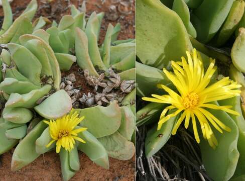 Image of Glottiphyllum carnosum N. E. Br.