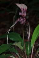 Image of Tacca integrifolia Ker Gawl.