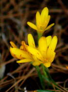 Image of winter daffodil