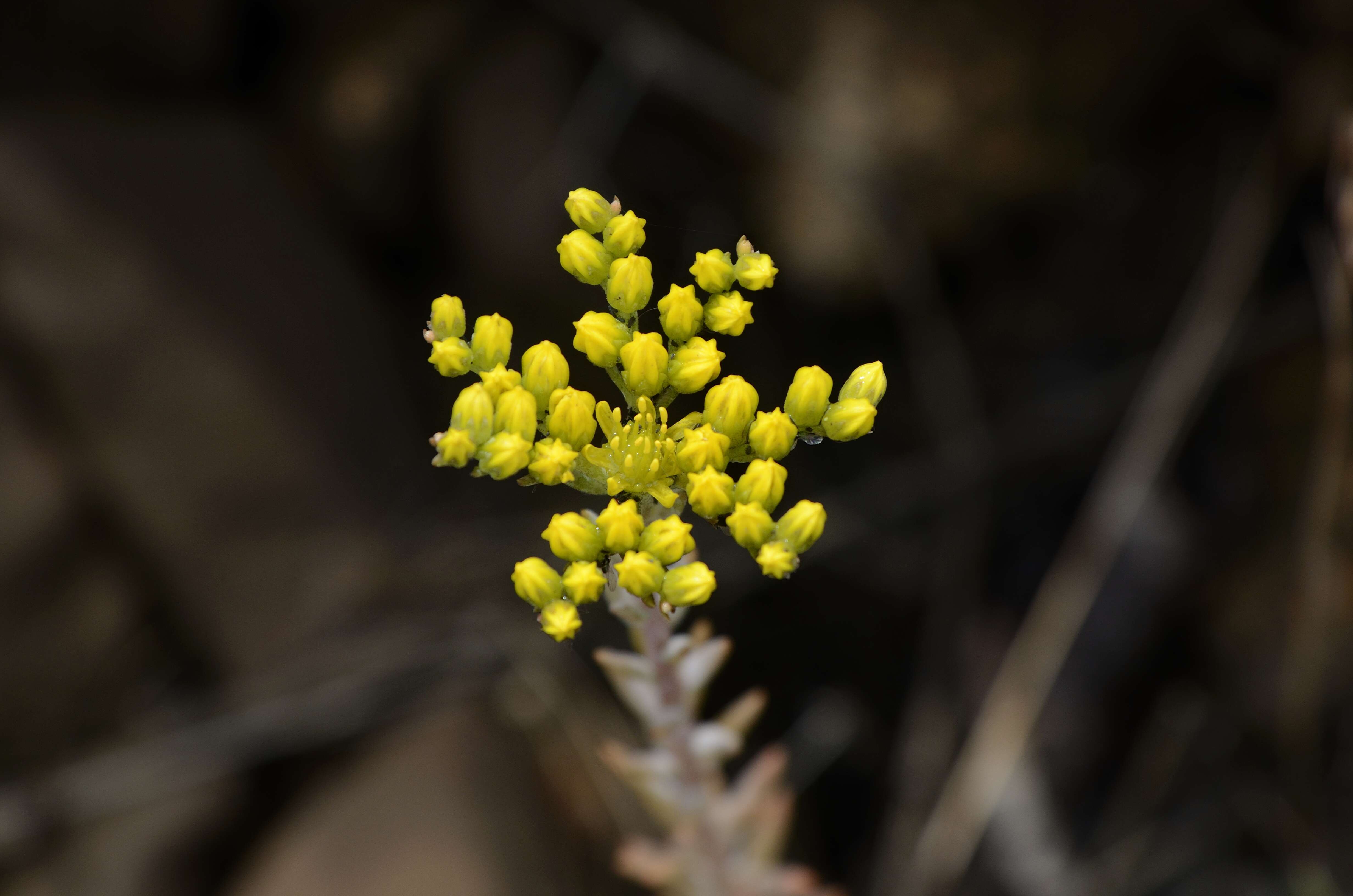 Image of Petrosedum rupestre (L.) P. Heath