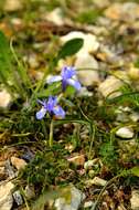 Image of Barbary Nut Iris