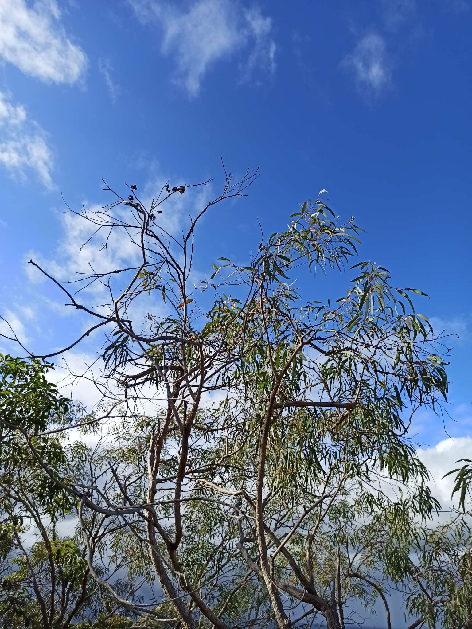 Plancia ëd Eucalyptus exserta F. Müll.