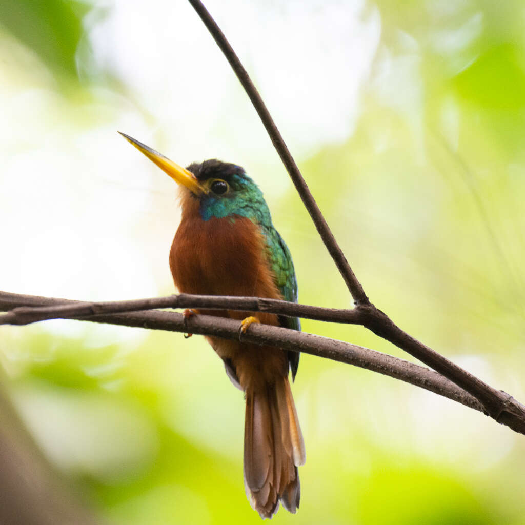 Image of Blue-cheeked Jacamar