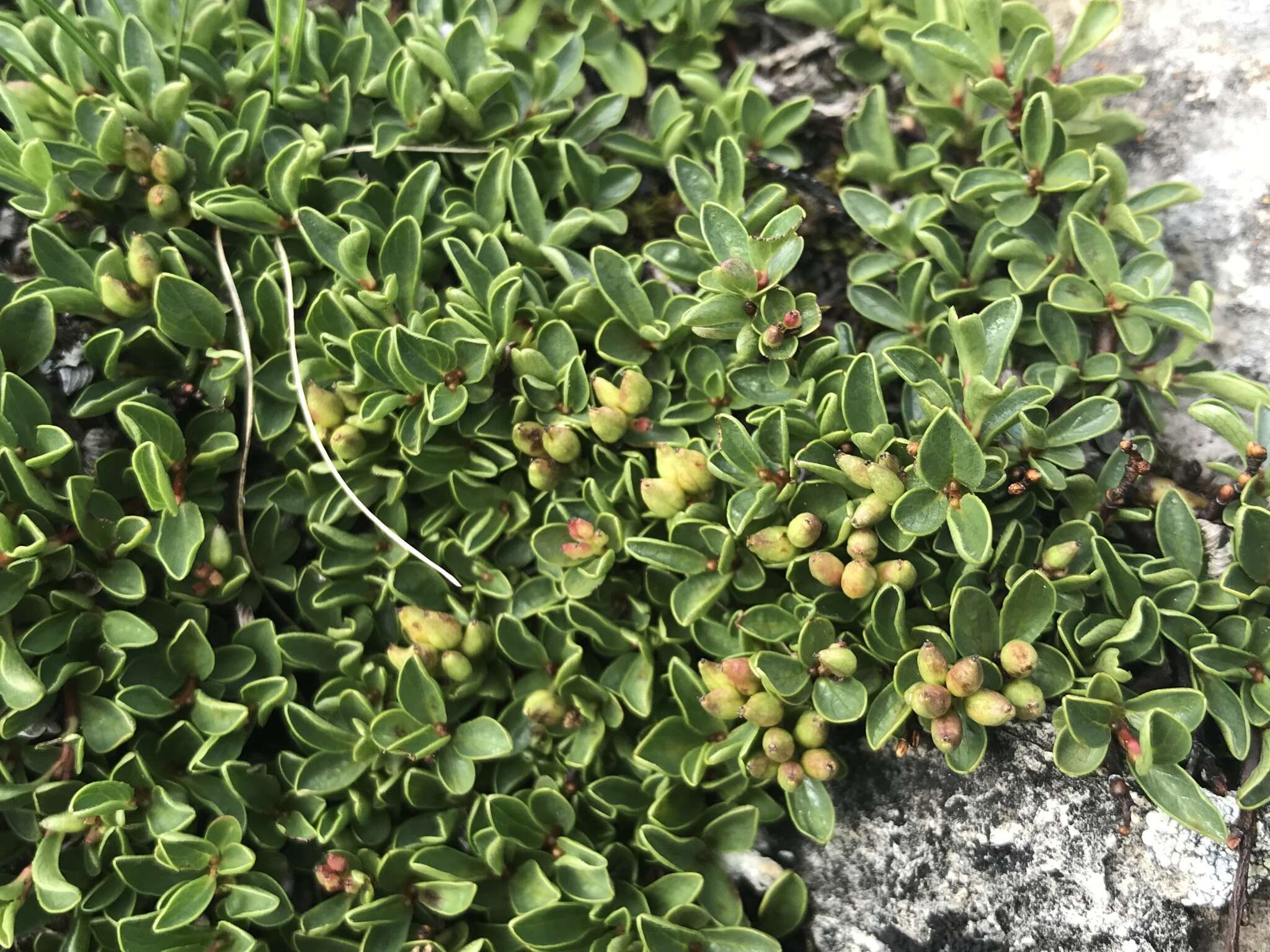 Image of Blunt-leaved Willow