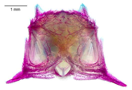 Plancia ëd Dactylopterus