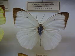 Image of Catopsilia pyranthe (Linnaeus 1758)