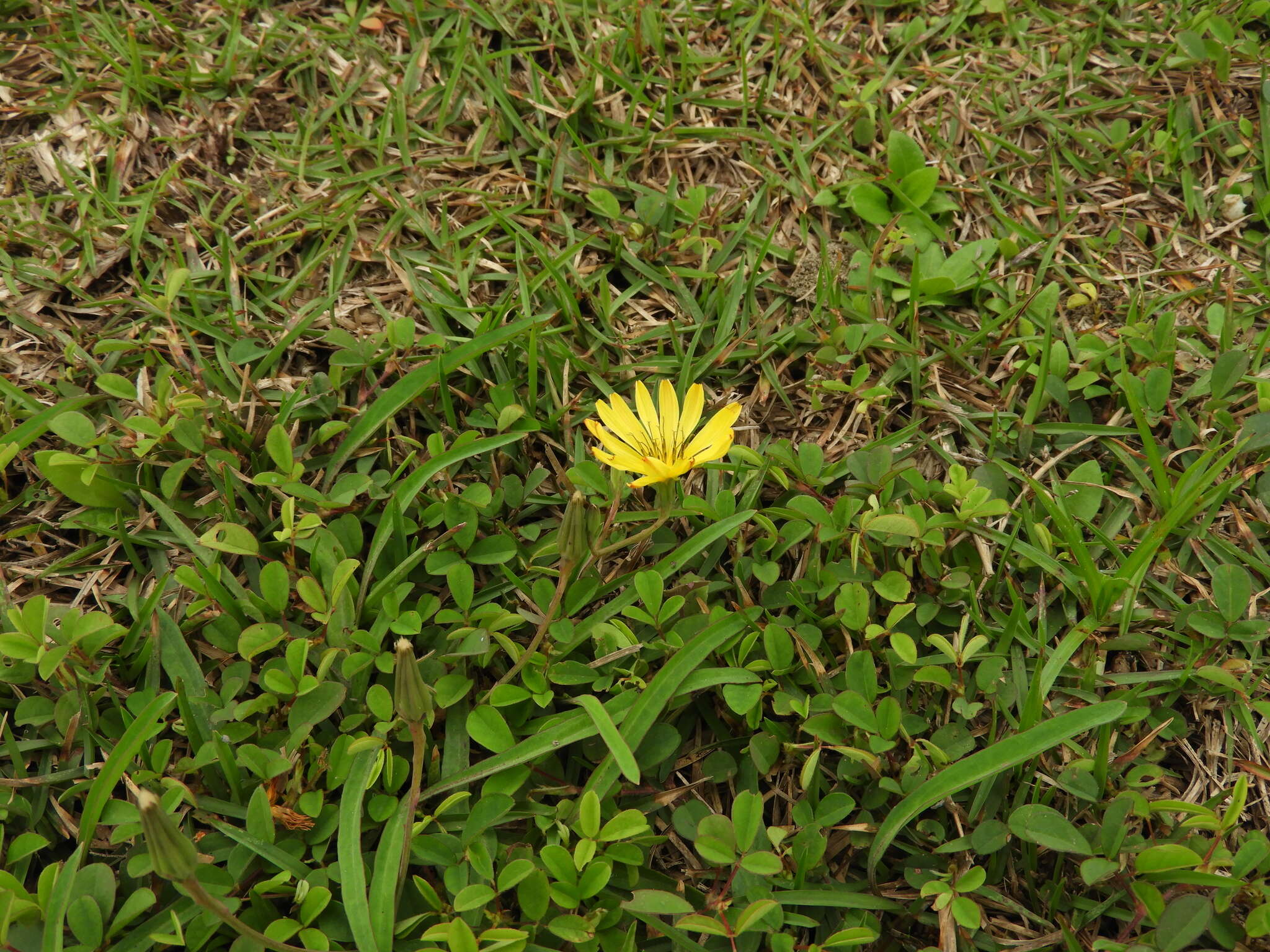 Sivun Ixeris japonica (Burm. fil.) Nakai kuva