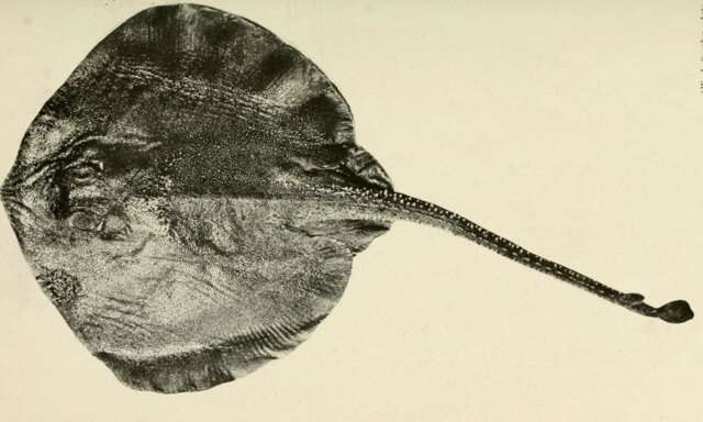 Image of Arhynchobatis