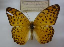 Image de Phalanta phalantha Drury 1773