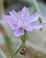 Image of Stephanomeria occultata