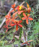 Sivun Epidendrum ibaguense Kunth kuva