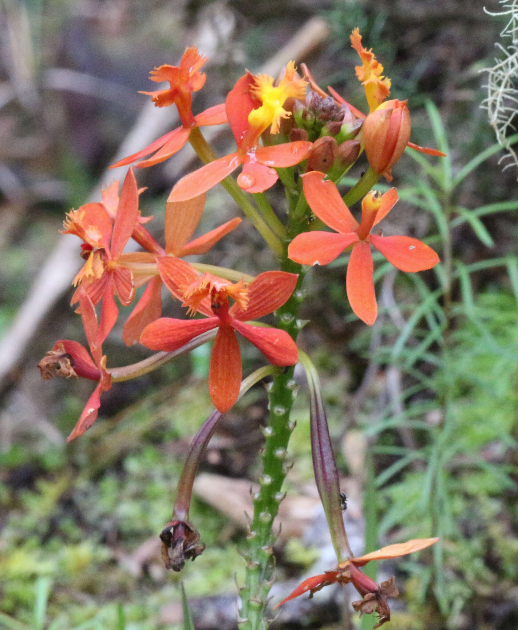 Sivun Epidendrum ibaguense Kunth kuva