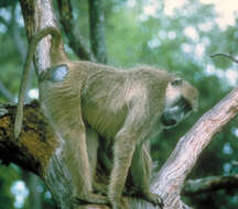 Image of Yellow Baboon