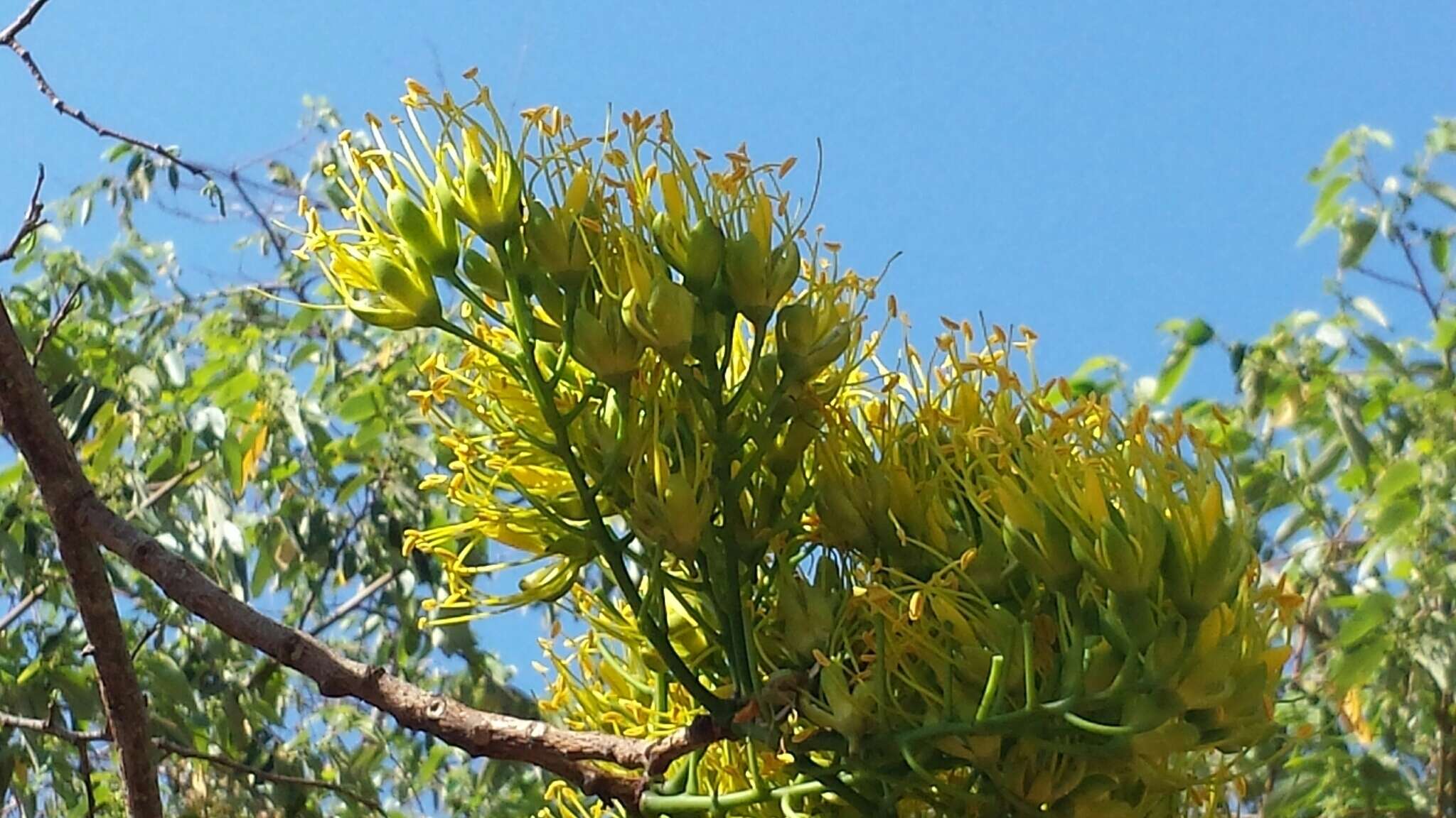 Plancia ëd Delonix floribunda (Baill.) Capuron