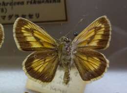 Ochlodes ochracea Bremer 1861 resmi