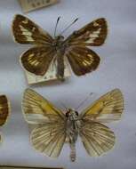 Ochlodes ochracea Bremer 1861 resmi