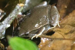 Image of Southern Narrow-mouthed Toad