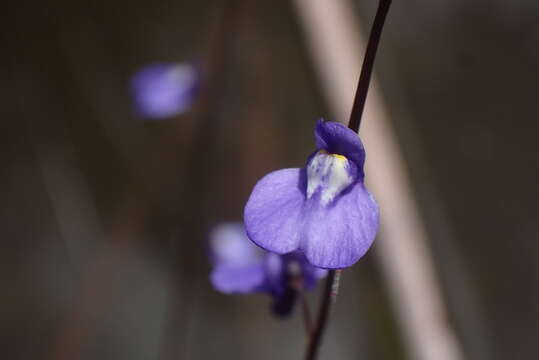 Image of Utricularia biloba R. Br.