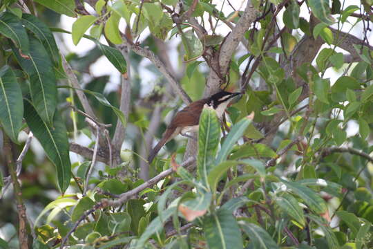 Image of Bicolored Wren