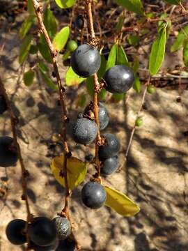 Image of Potato bush