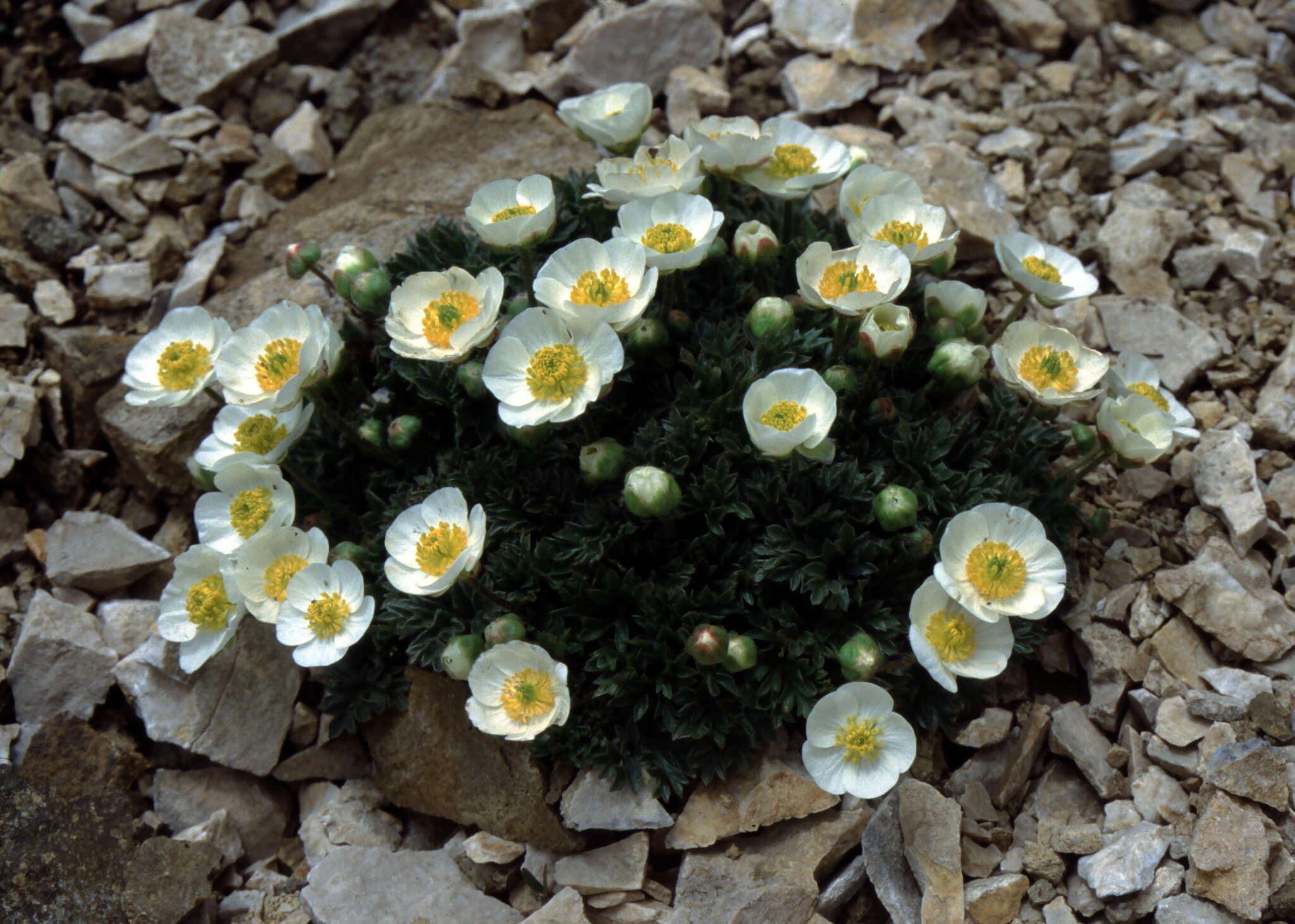 Image of Ranunculus seguieri subsp. seguieri