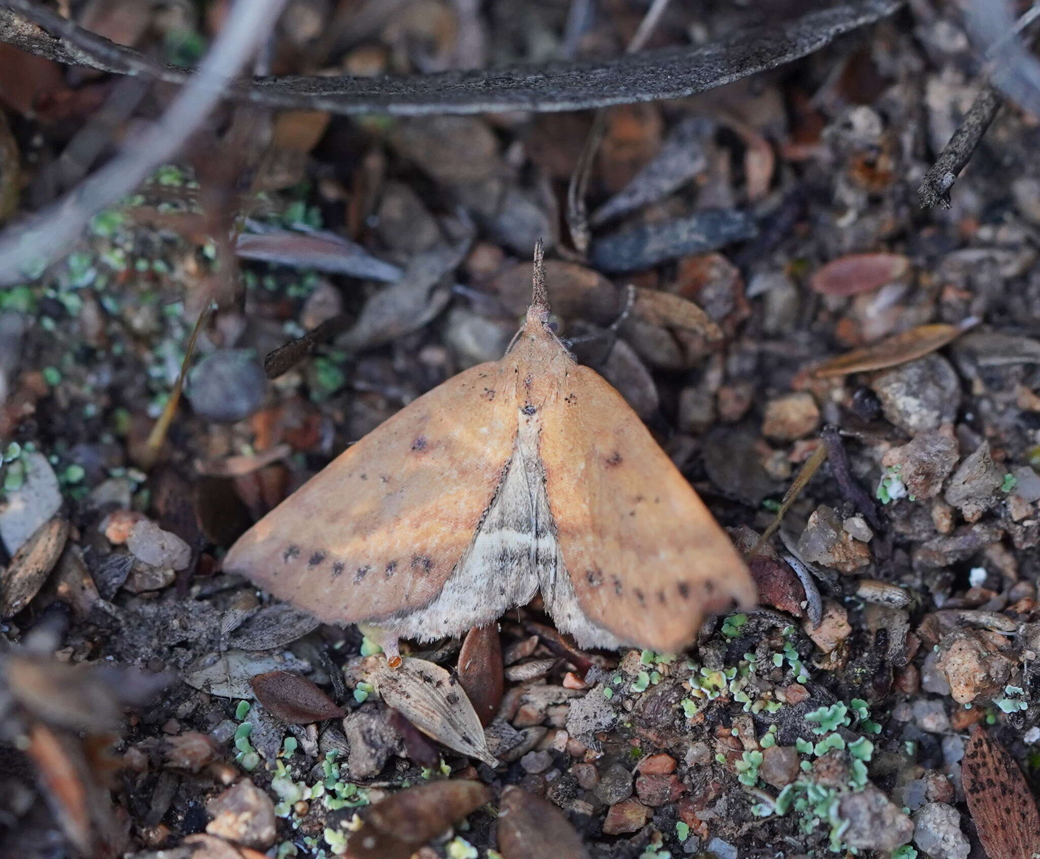 Imagem de Rhodina falculalis Guenée 1854