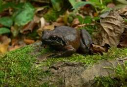 Image of Italian Stream Frog