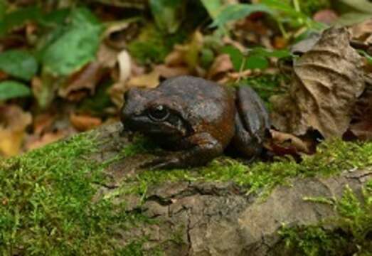 Image of Italian Stream Frog