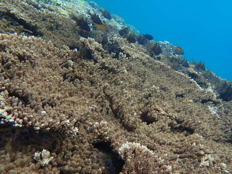 Image of Norfolk cardinalfish