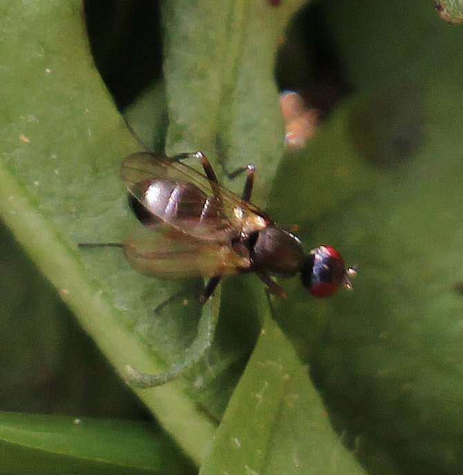 Nemopoda nitidula (Fallen 1820)的圖片