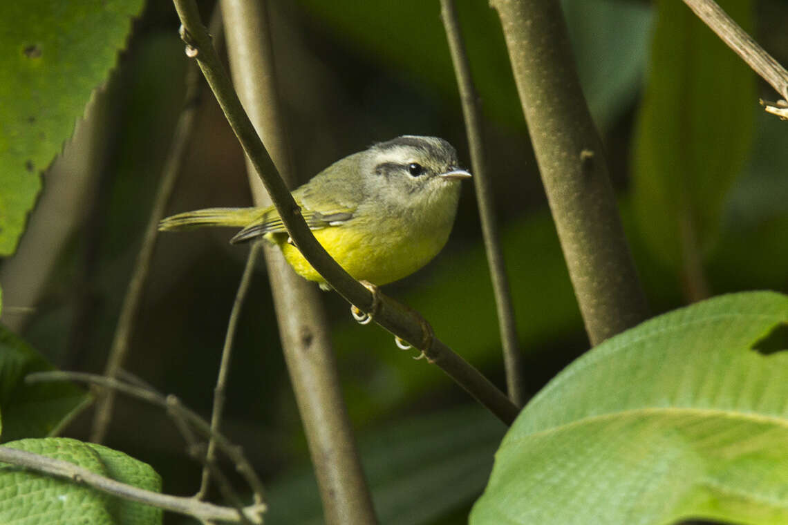 Image of Three-banded Warbler